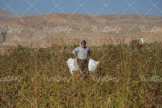 برداشت پنبه