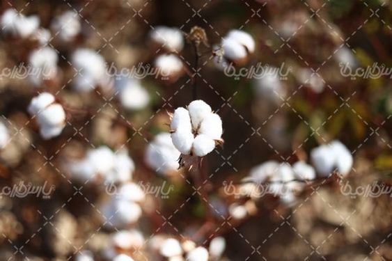 جمع آوری پنبه