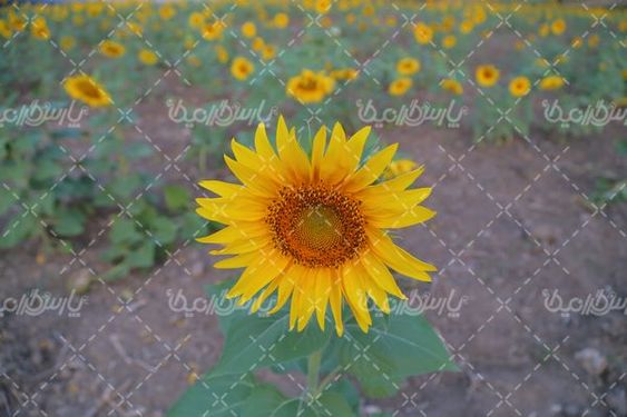 آفتابگردان