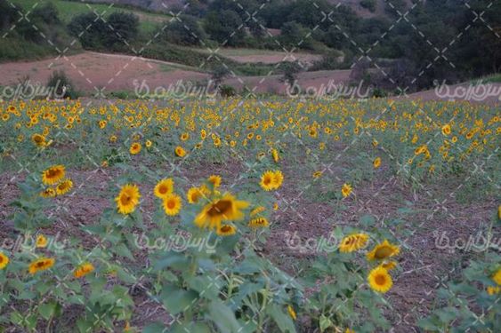 آفتابگردان