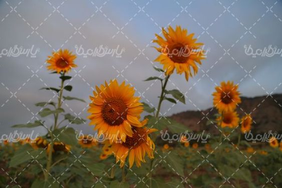 آفتابگردان