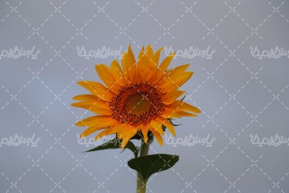 آفتابگردان