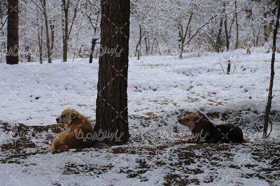 تصویر با کیفیت منظره برفی