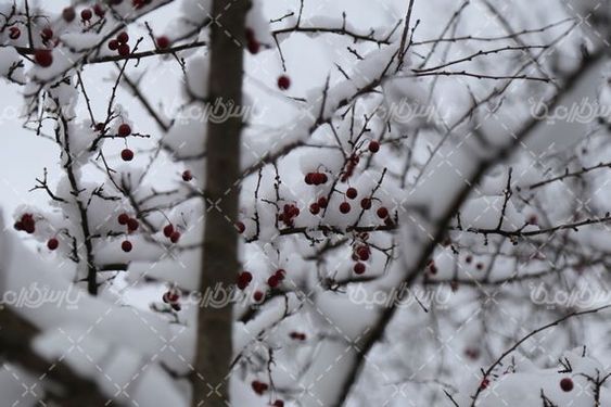 تصویر با کیفیت منظره برفی