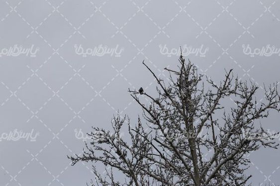 تصویر با کیفیت برف