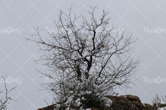 طبیعت زمستانی