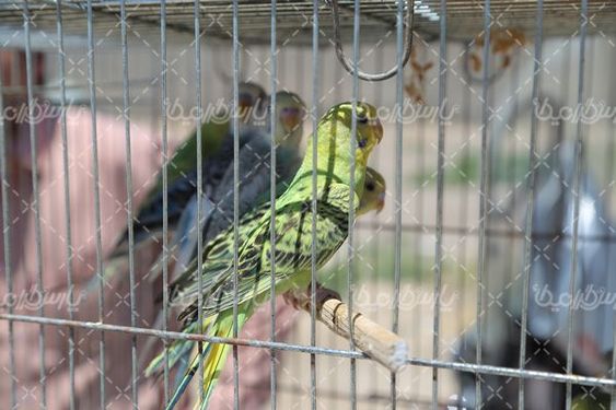 بازار پرندگان