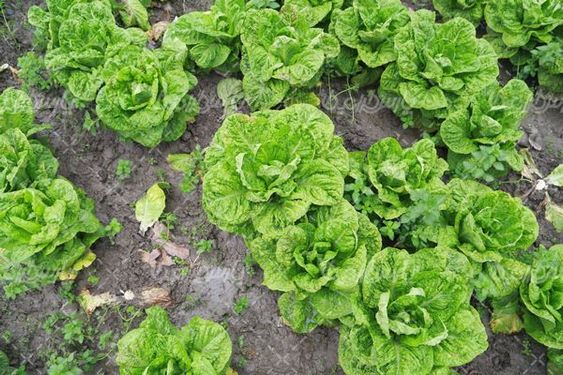 برداشت کاهو