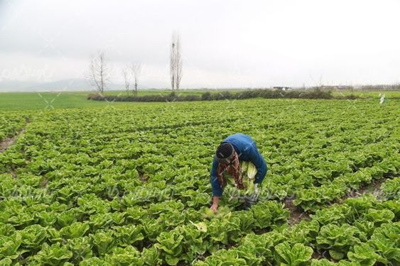 برداشت کاهو