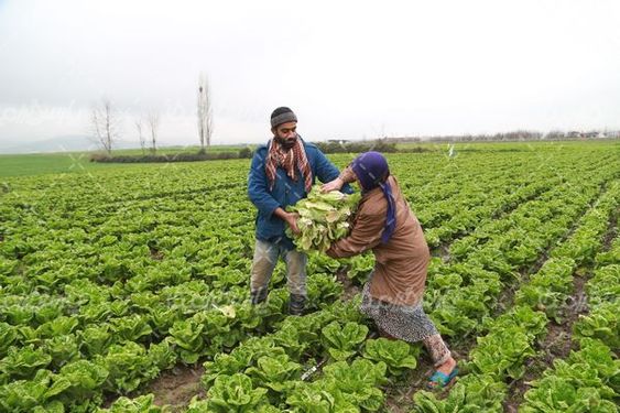 برداشت کاهو