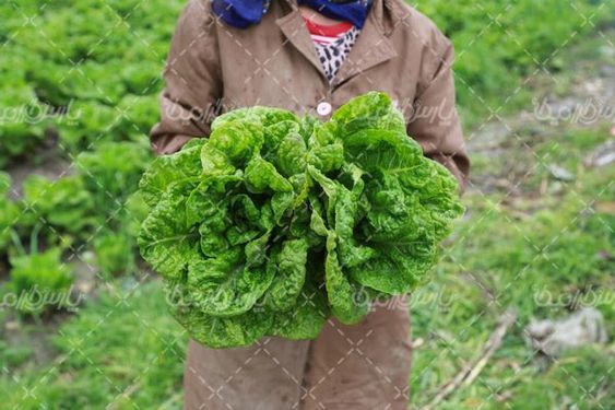 برداشت کاهو