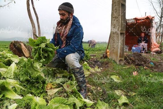 برداشت کاهو