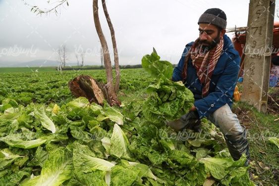 برداشت کاهو