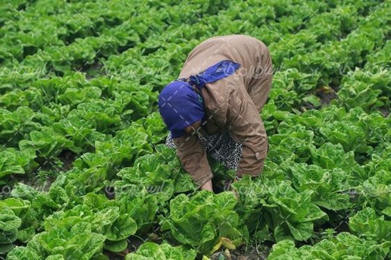 تصویر با کیفیت برداشت کاهو