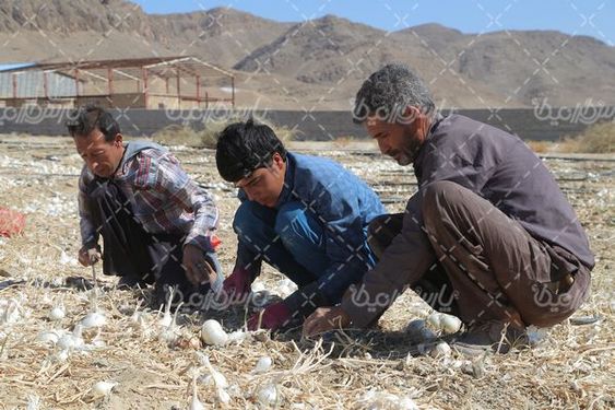 برداشت پیاز