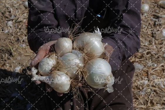 برداشت پیاز