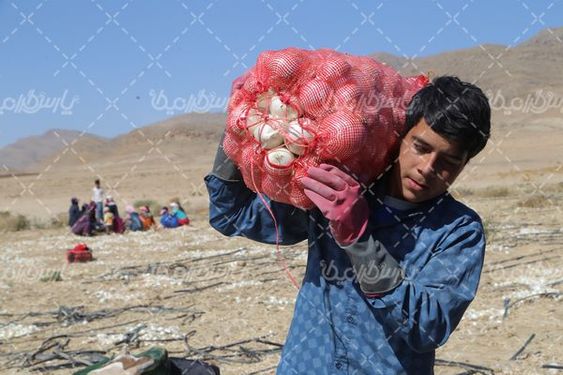 تصویر با کیفیت برداشت پیاز