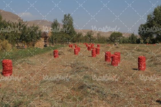 تصویر با کیفیت برداشت پیاز