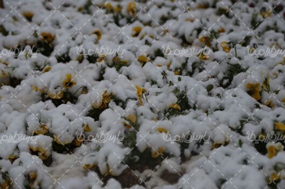 تصویر با کیفیت زمستان