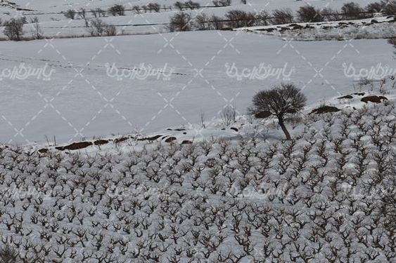 تصویر با کیفیت فصل زمستان