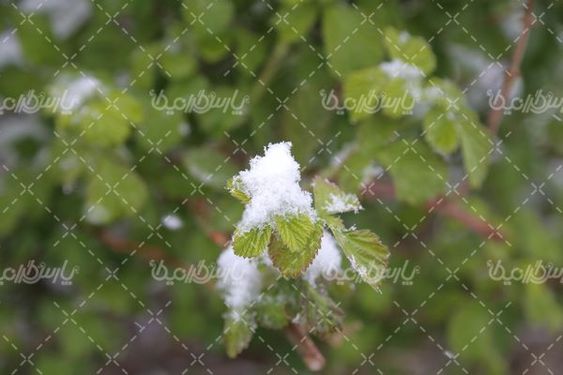 چشم انداز زیبا از برف