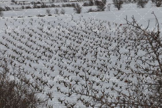 زمستان برفی