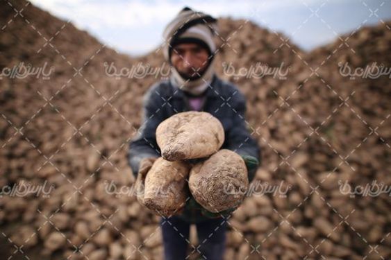 تصویر با کیفیت چغندر قند