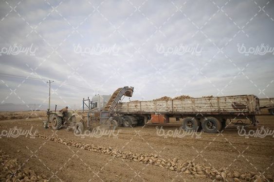 تصویر با کیفیت چغندر قند