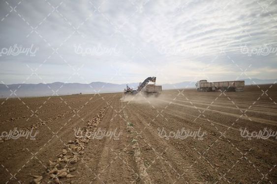 تصویر با کیفیت چغندر قند