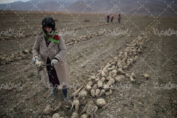 تصویر با کیفیت چغندر قند