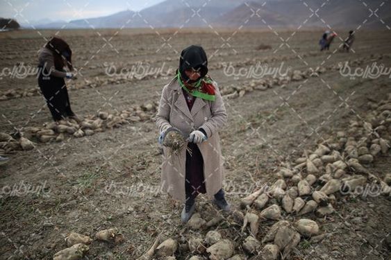 دانلود عکس چغندر قند