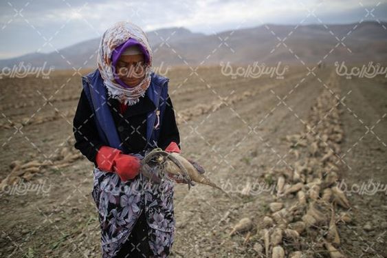 دانلود عکس چغندر قند