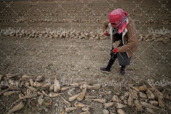 دانلود عکس چغندر قند