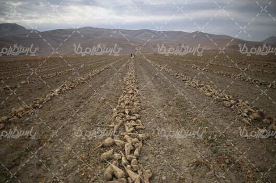 دانلود عکس چغندر قند