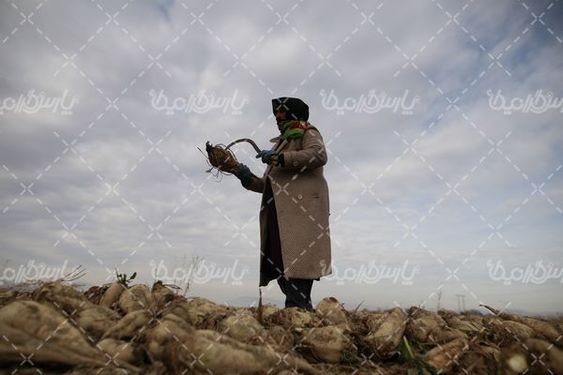 دانلود عکس چغندر قند