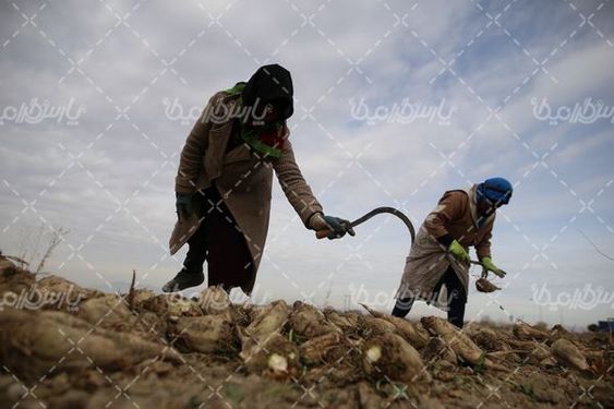 برداشت چغندر قند