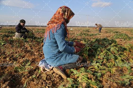 برداشت چغندر قند