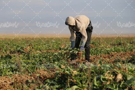 برداشت چغندر قند