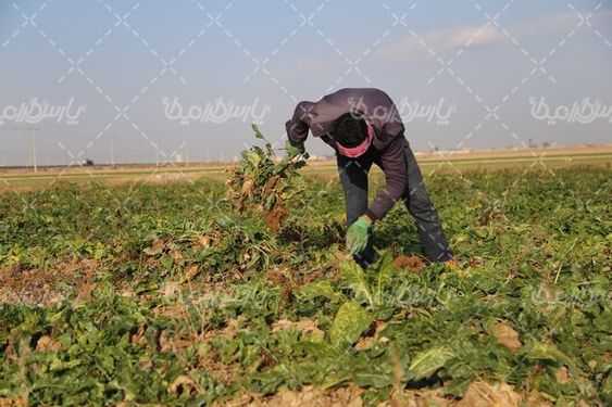 برداشت چغندر قند