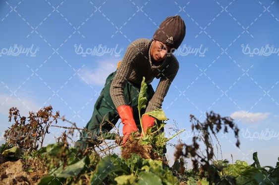 تصویر با کیفیت برداشت چغندر قند
