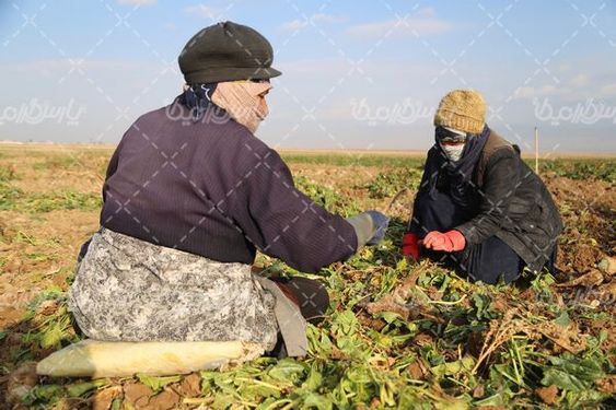 تصویر با کیفیت برداشت چغندر قند