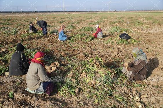 تصویر با کیفیت برداشت چغندر قند