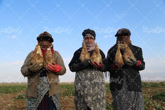 دانلود عکس برداشت چغندر قند