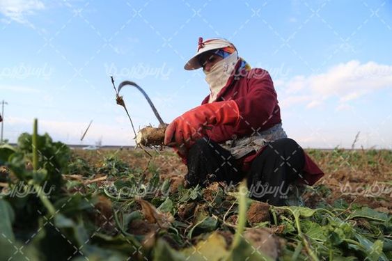 دانلود عکس برداشت چغندر قند