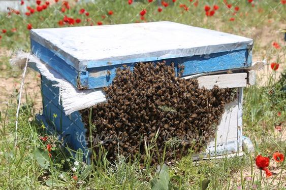 تصویر باکیفیت زنبور عسل