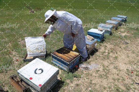 تصویر باکیفیت زنبور عسل