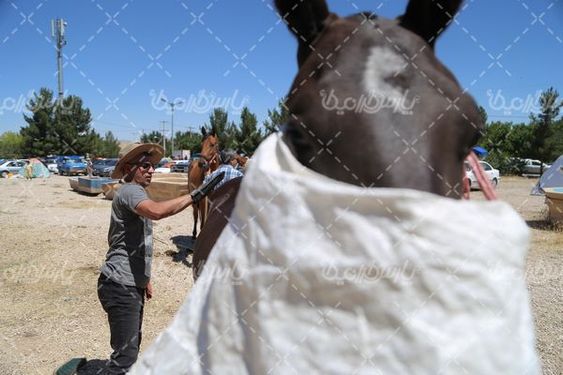 تصویر با کیفیت اسب