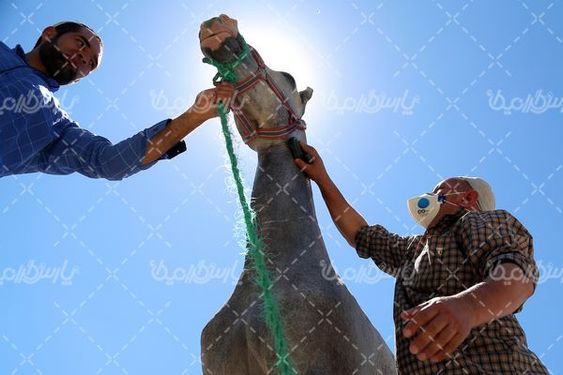 دانلود عکس اسب