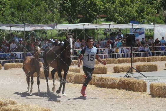 جشنواره ملی زیبایی اسب ترکمن