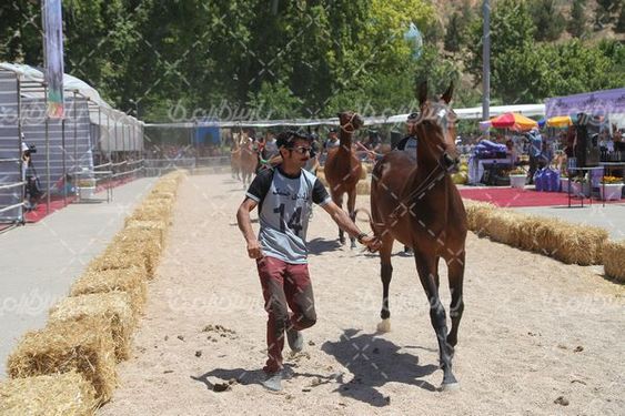 جشنواره ملی زیبایی اسب ترکمن